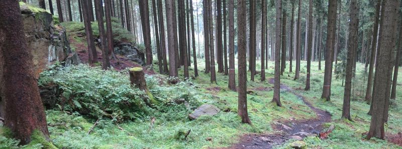Der Wald: Ein MTB-Trail im TrailCenter Rabenberg.